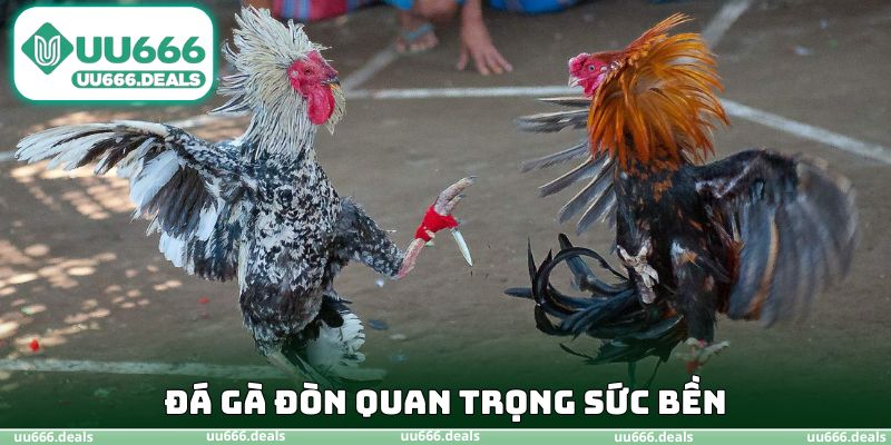Đá gà đòn quan trọng sức bền