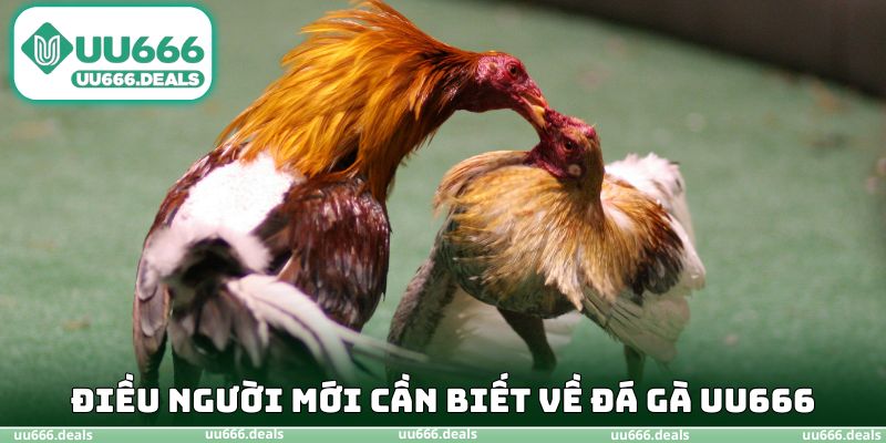 Điều người mới cần biết về đá gà UU666